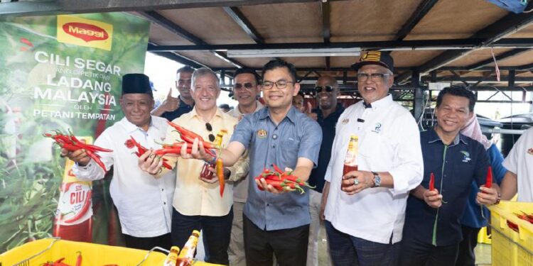 Projek Cili IPR-INTAN Jana Pendapatan Peladang B40