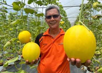 Melon Manis Machang cetus fenomena agropelancongan, angkat identiti baharu jajahan