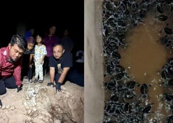 156 anak penyu baru menetas di Pantai Pachakan selepas 30 tahun