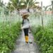 MY Farm Agro pacu transformasi pertanian pintar